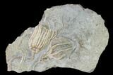 Two Fossil Crinoids (Dichocrinus & Eretmocrinus) - Gilmore City, Iowa #148685-2